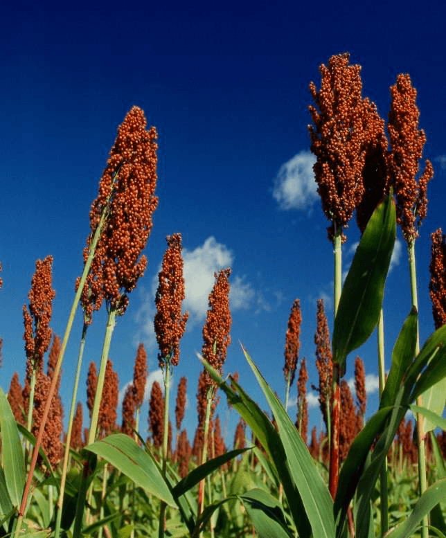 sorghum